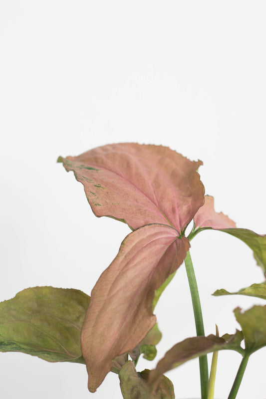 Syngonium Pink Dreame