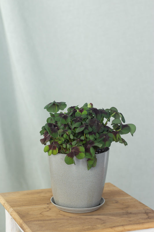 Oxalis Tetraphylla