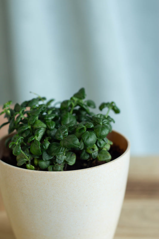 Closeup-Bubble Plant