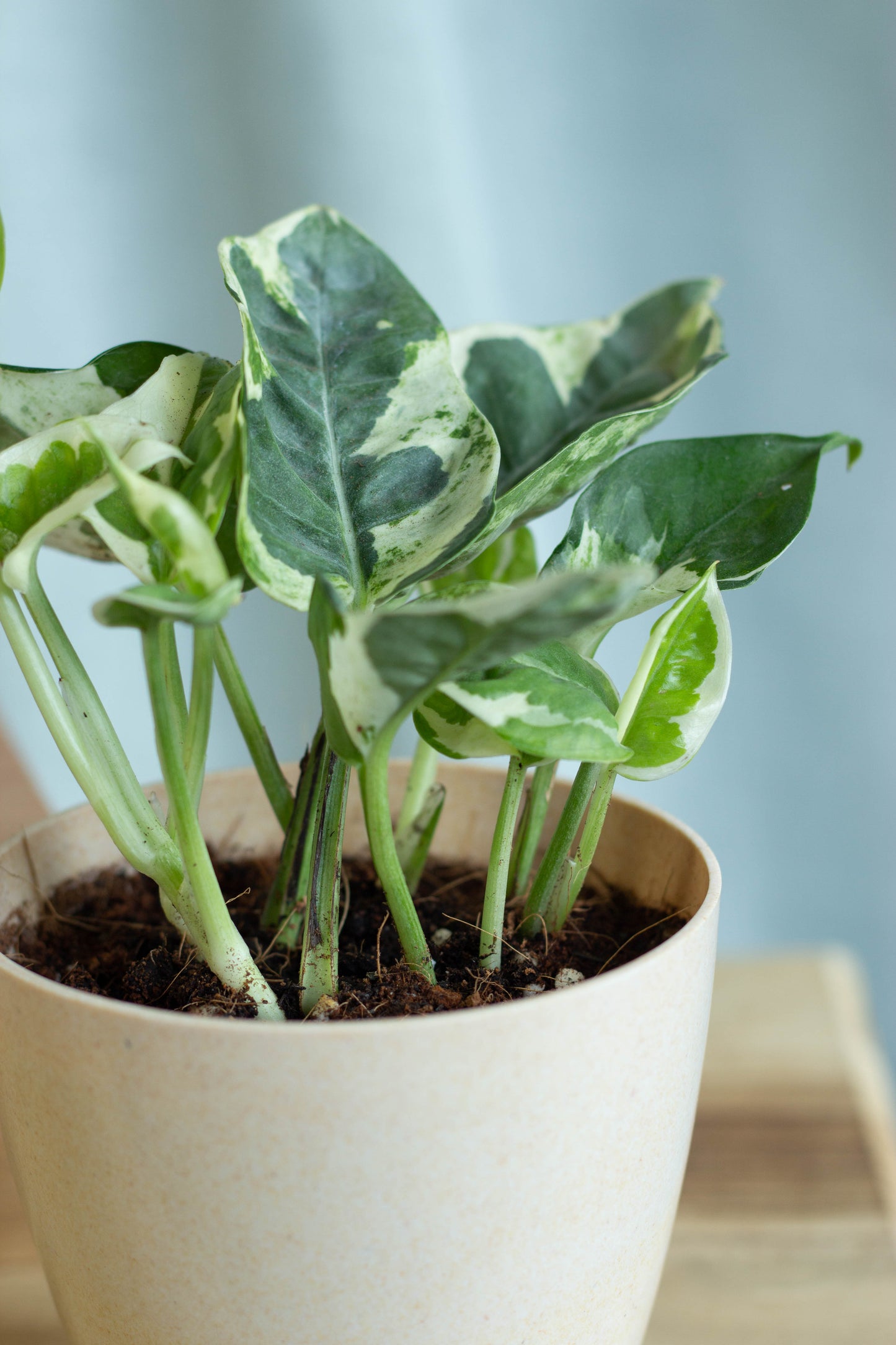 Closeup-Njoy Money Plant