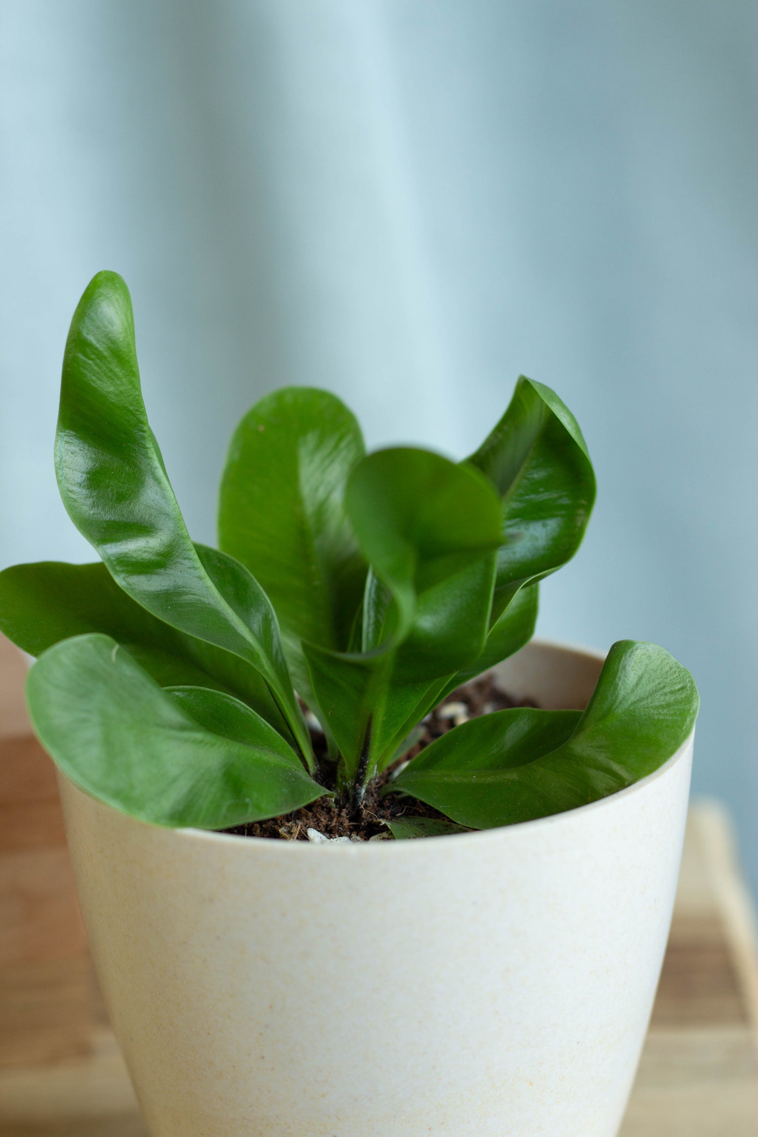 Closeup-Baby Fern