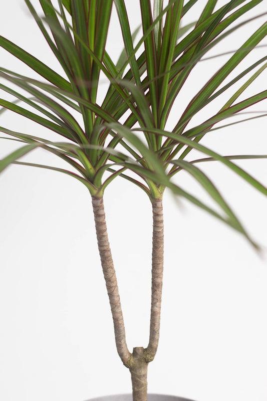 Dracaena Marginata